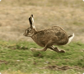 Hare